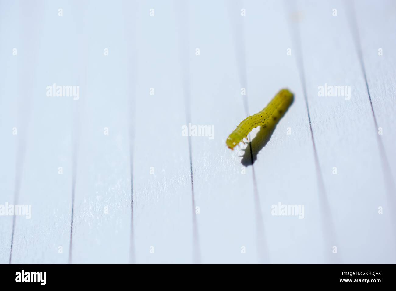 Petite chenille verte Banque de photographies et d’images à haute résolution Alamy
