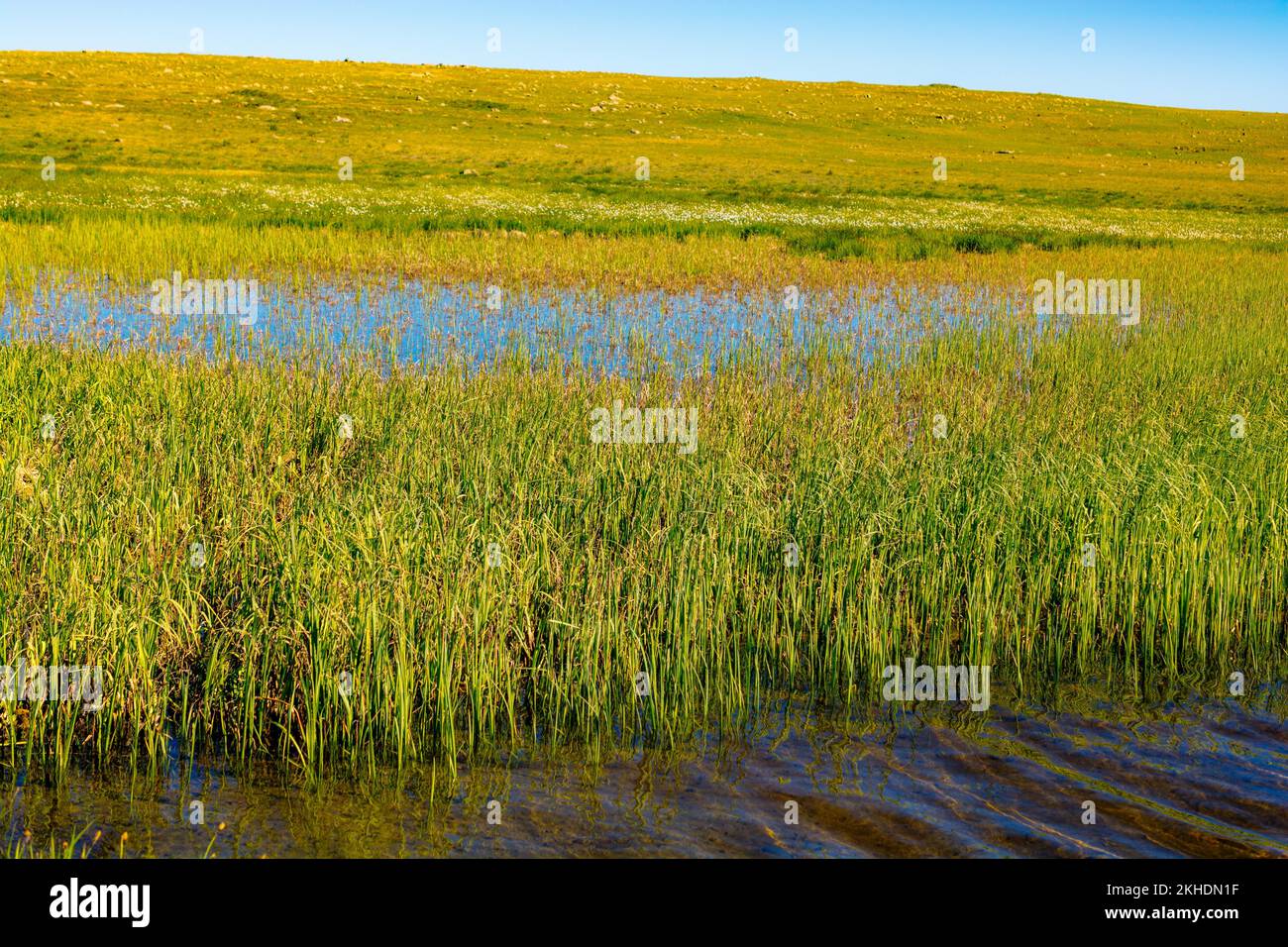 Herbe sauvage au bord de l'étang sur les hautes terres à Artvin en Turquie Banque D'Images