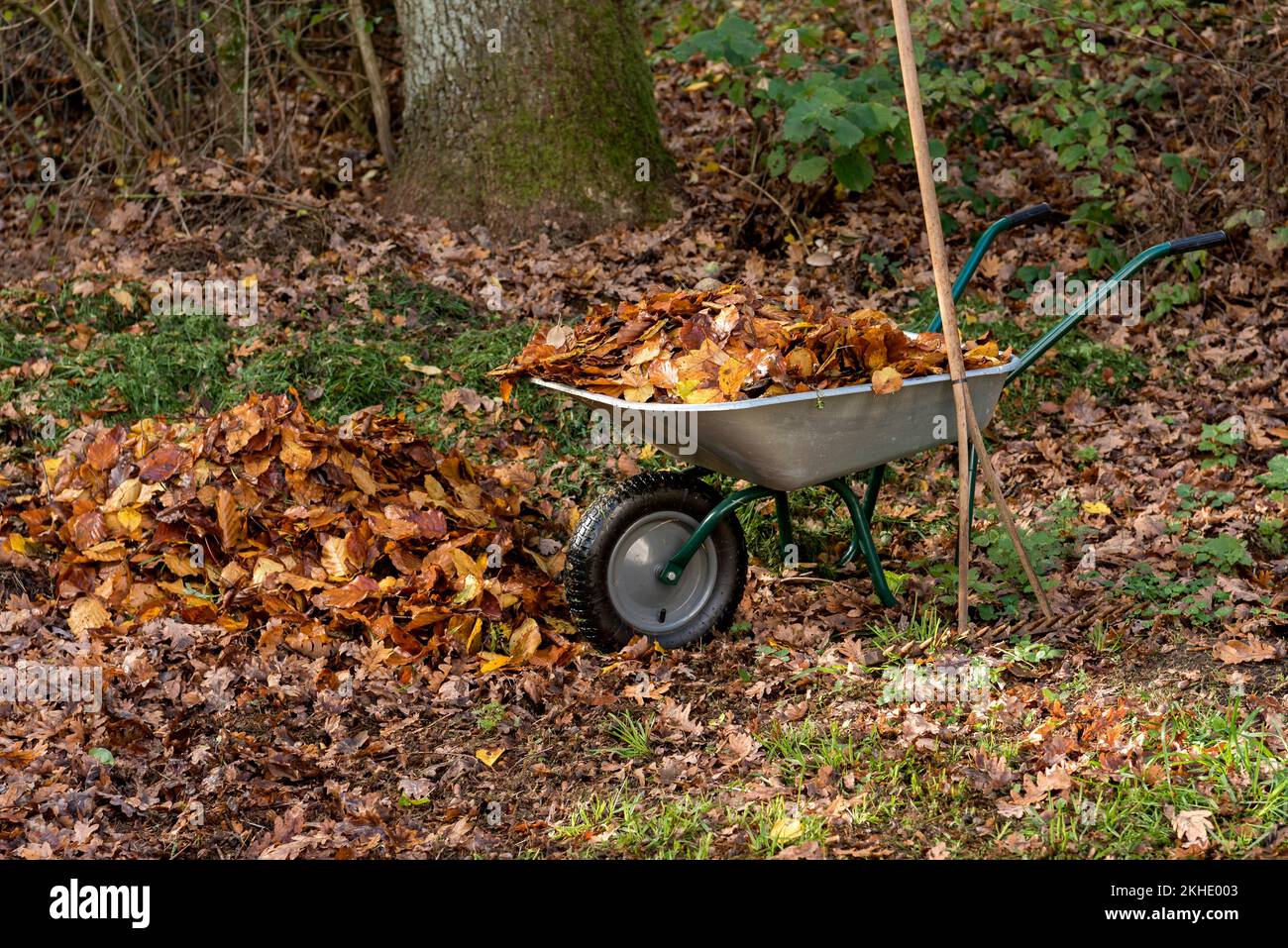 Feuilles d'automne en brouette avec vieux râteau dans le jardin, râteau de foin avec dents en bois, feuilles de couleur automnale, feuillage, Allemagne, Europe Banque D'Images