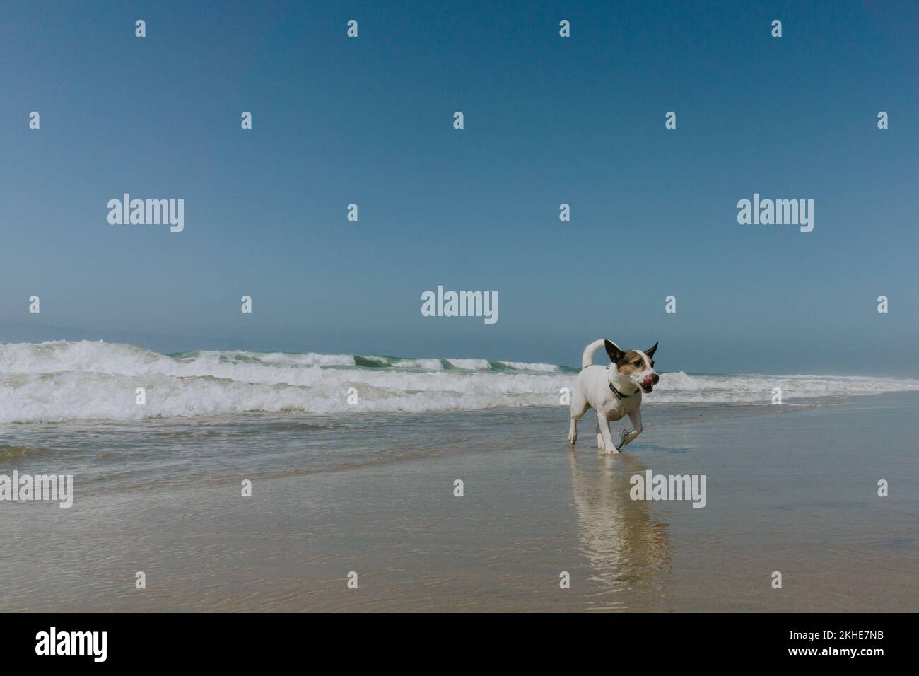 Prise de vue à angle bas d'un chien Jack Russell Terrier qui court sur une plage de sable sous un ciel bleu avec son reflet dans le sable humide Banque D'Images