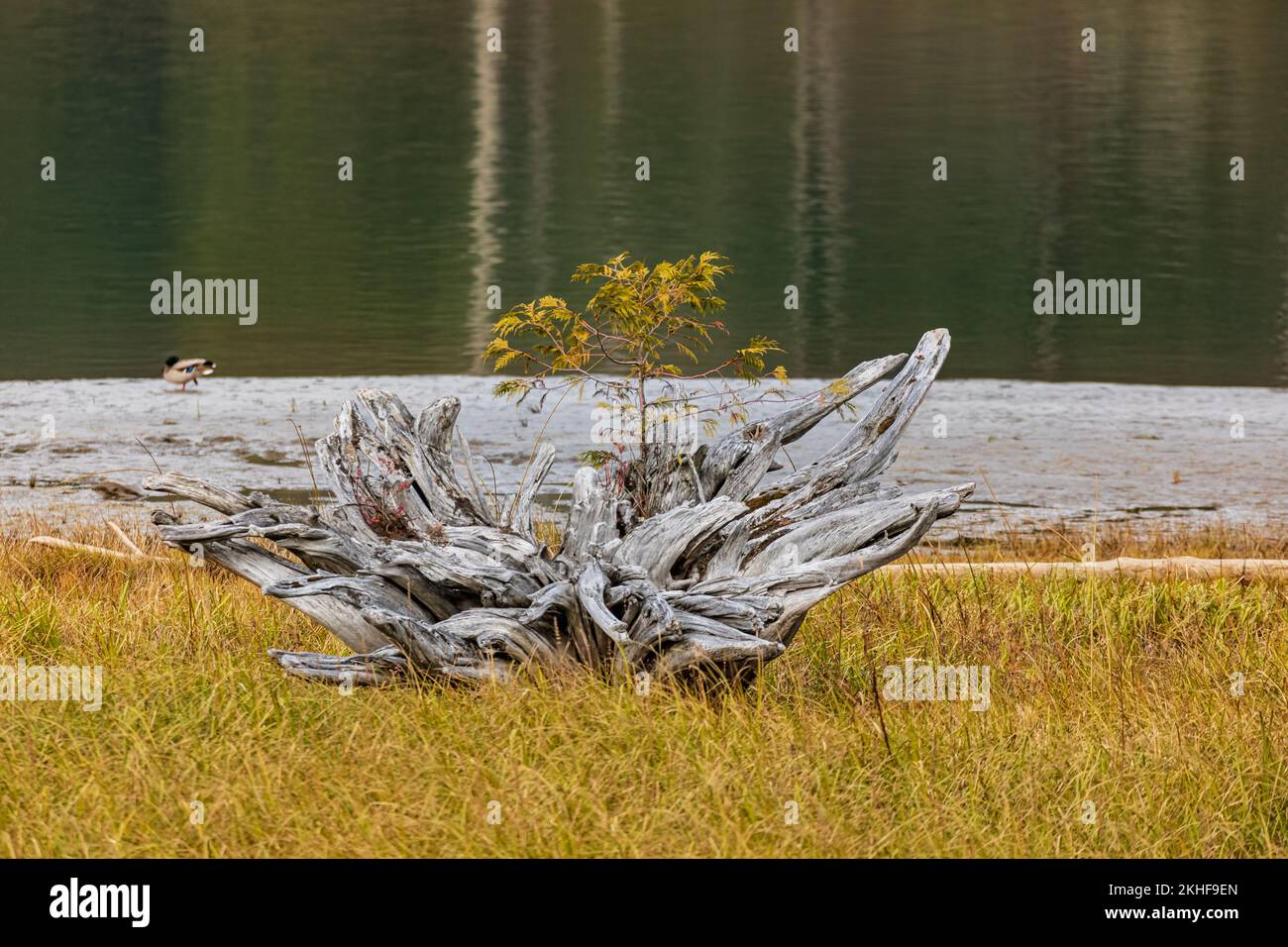 Wakects 50 Pcs Bâtonnets En Bois Naturel à Décorer Bâtonnet, Bâtonnets Bois Loisirs Creatifs, Bois Naturel Craft, Idéal Pour Travaux Manuels Et Maison DIY Trauveau