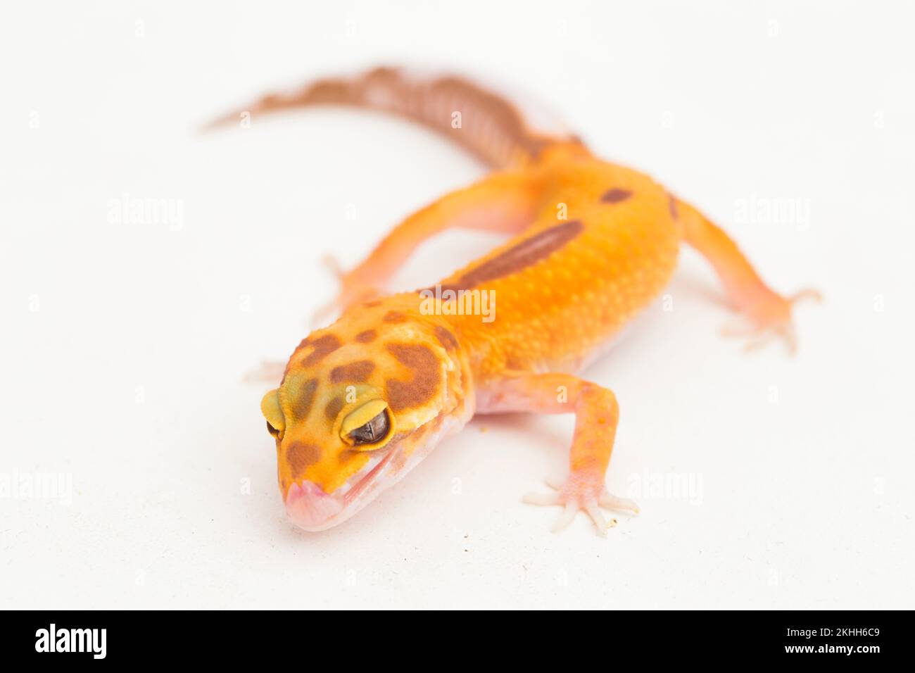 Léopard gecko, Eublepharis macularius, le tremble albino isolé blanc sur fond Banque D'Images