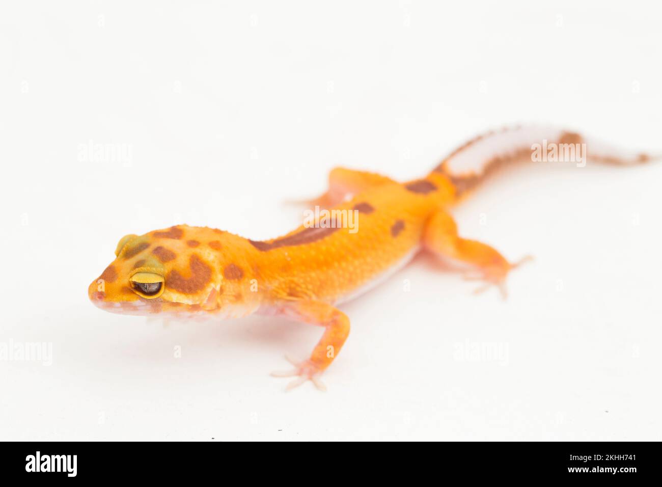 Léopard gecko, Eublepharis macularius, le tremble albino isolé blanc sur fond Banque D'Images