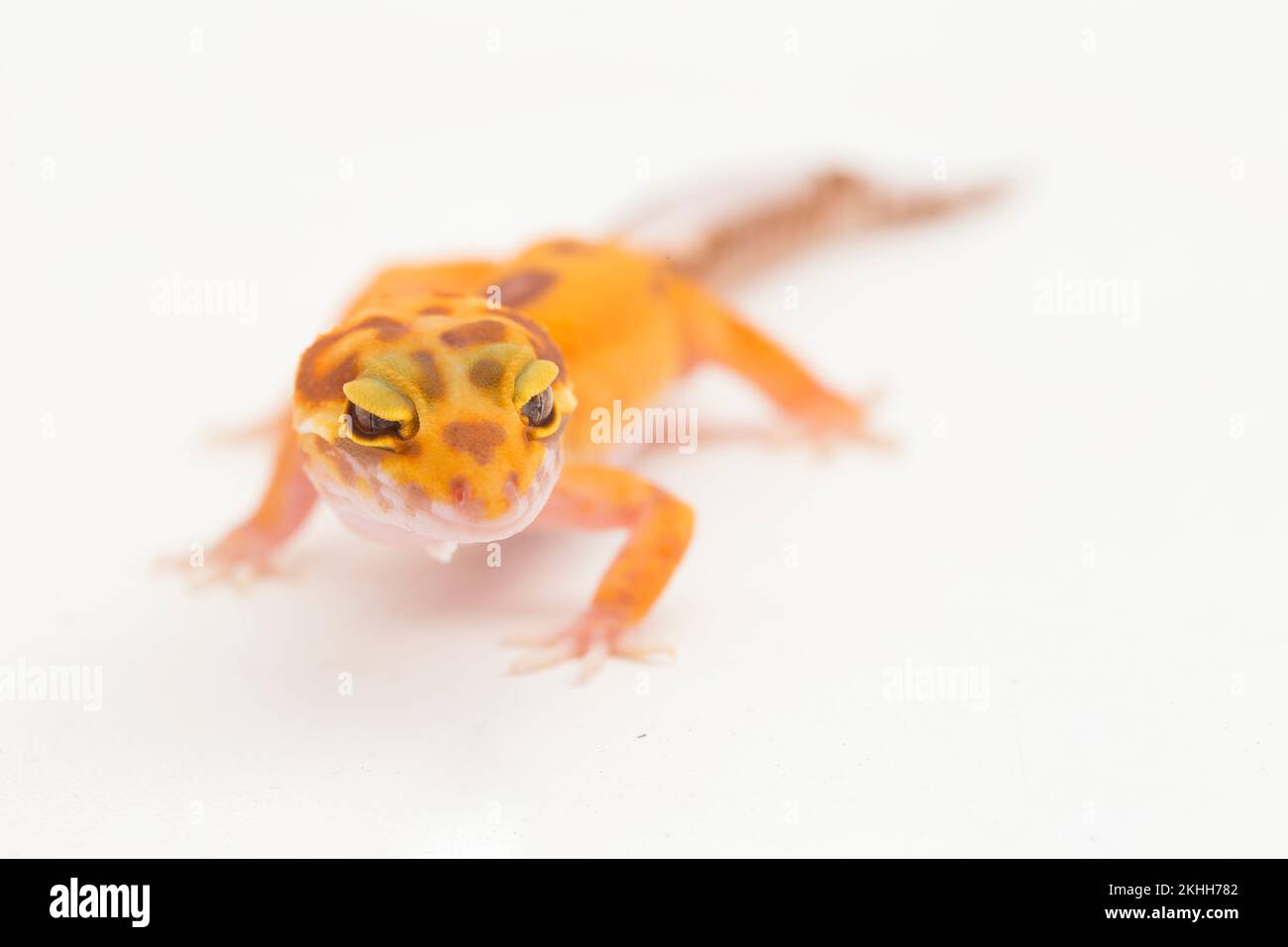 Léopard gecko, Eublepharis macularius, le tremble albino isolé blanc sur fond Banque D'Images