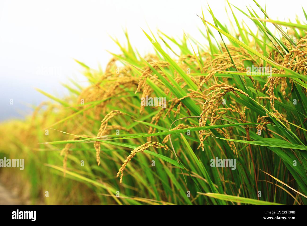 Belle vue sur les terres agricoles dorées de Paddy Rice en automne Banque D'Images