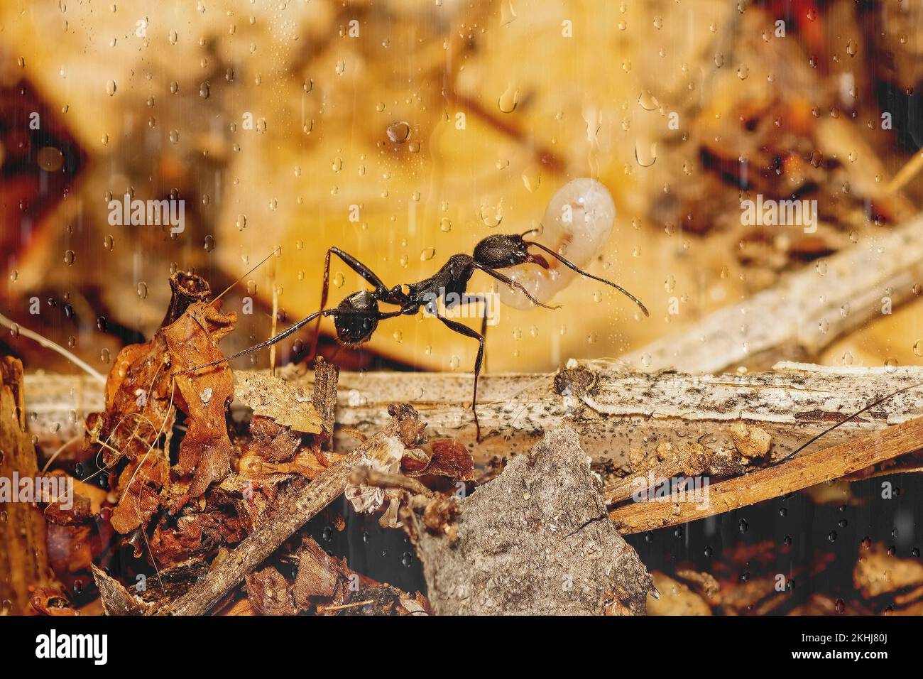 ANT transportant un œuf et changeant sa place pendant la pluie pour le protéger. Banque D'Images