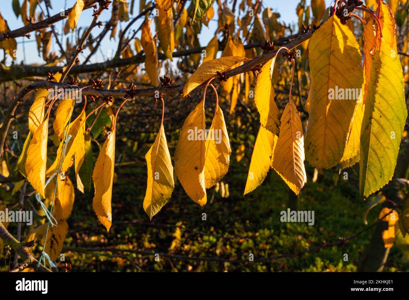 Feuilles de cerisier jaune suspendues à une branche au soleil éclatant Banque D'Images