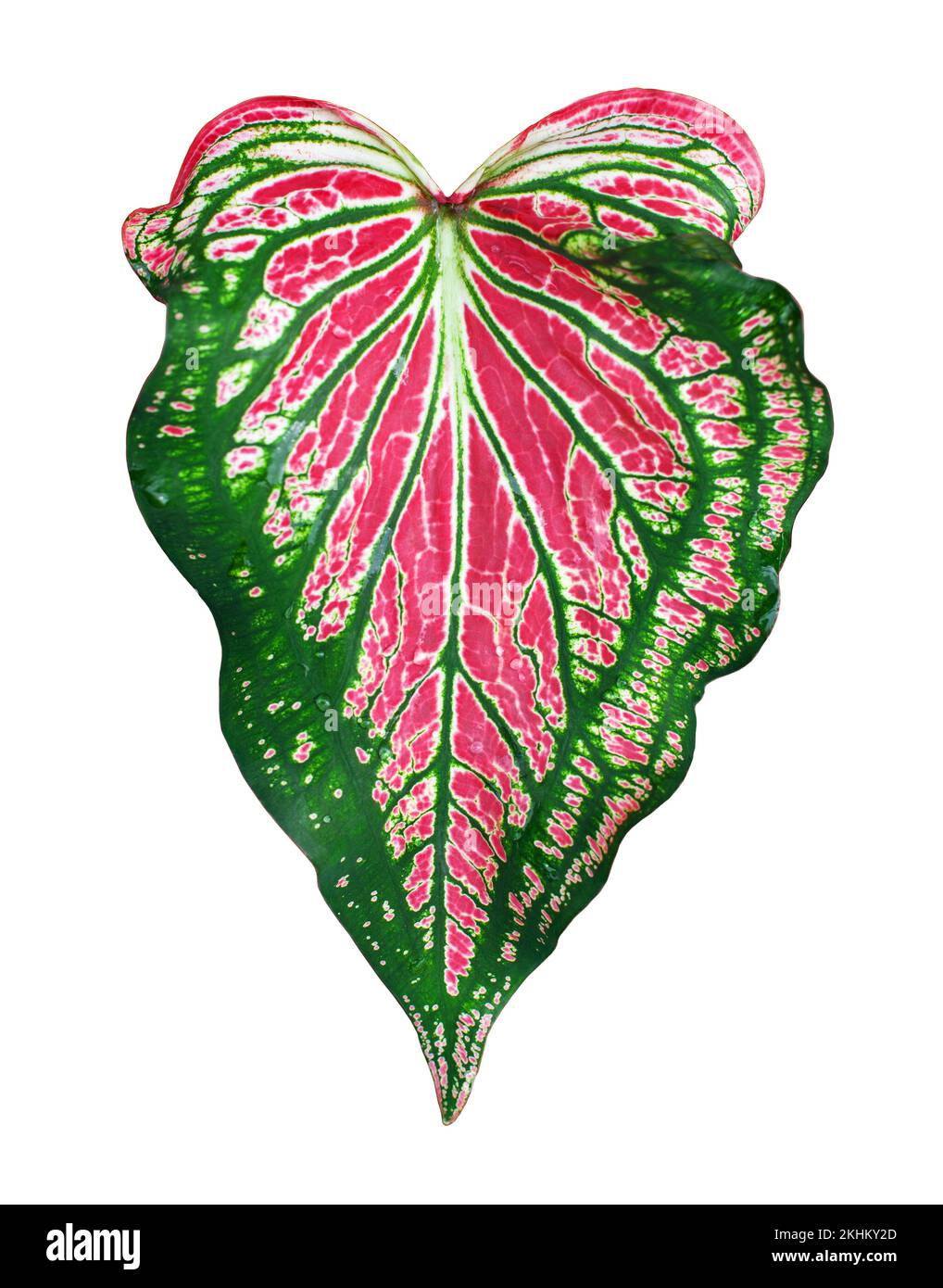 Caladium bicolor feuille rose vert blanc arrière-plan isolé, Philodendron feuilles rouges colorées, plante exotique tropicale, araceae maison Banque D'Images