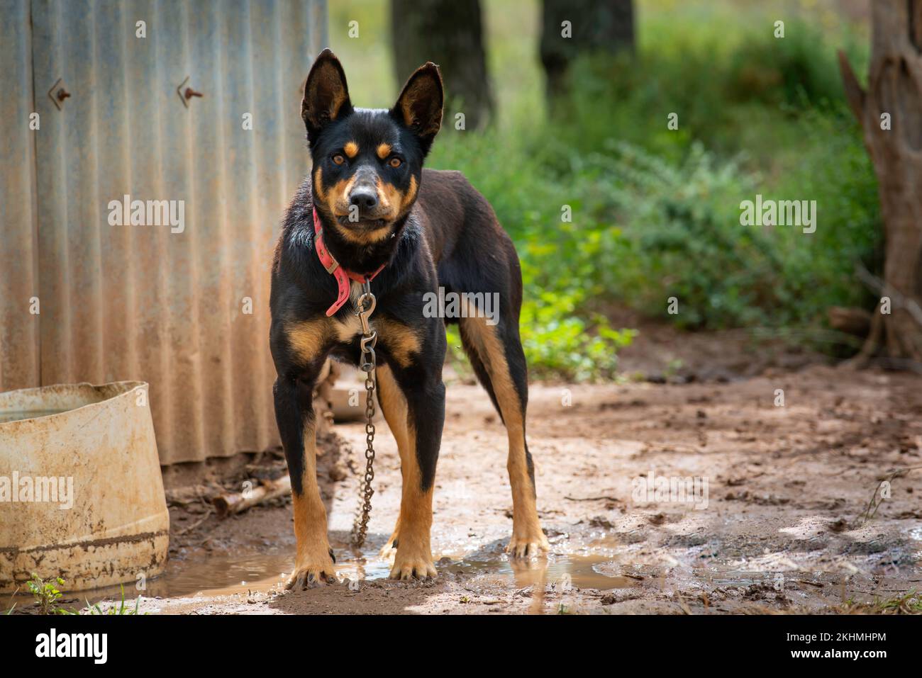Un chien de ferme Kelpie attend et regarde pour voir s'il sera lâcher de la chaîne et autorisé à travailler et courir Banque D'Images