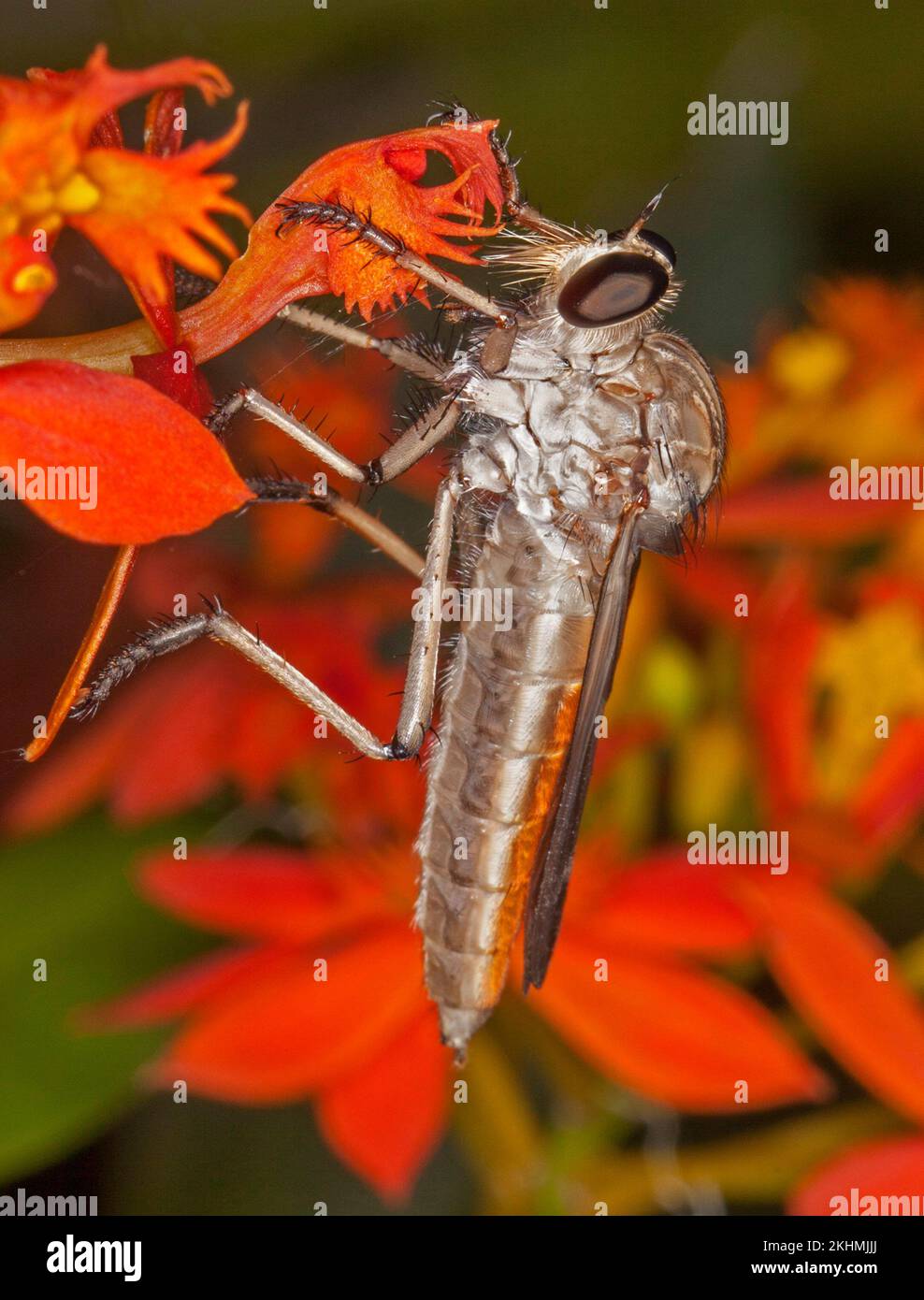Mouche de voleur / d'assassin, famille Asilidae, un insecte prédateur bénéfique, sur la fleur rouge vif, avec de grands yeux clairement visibles, dans un jardin australien, Banque D'Images