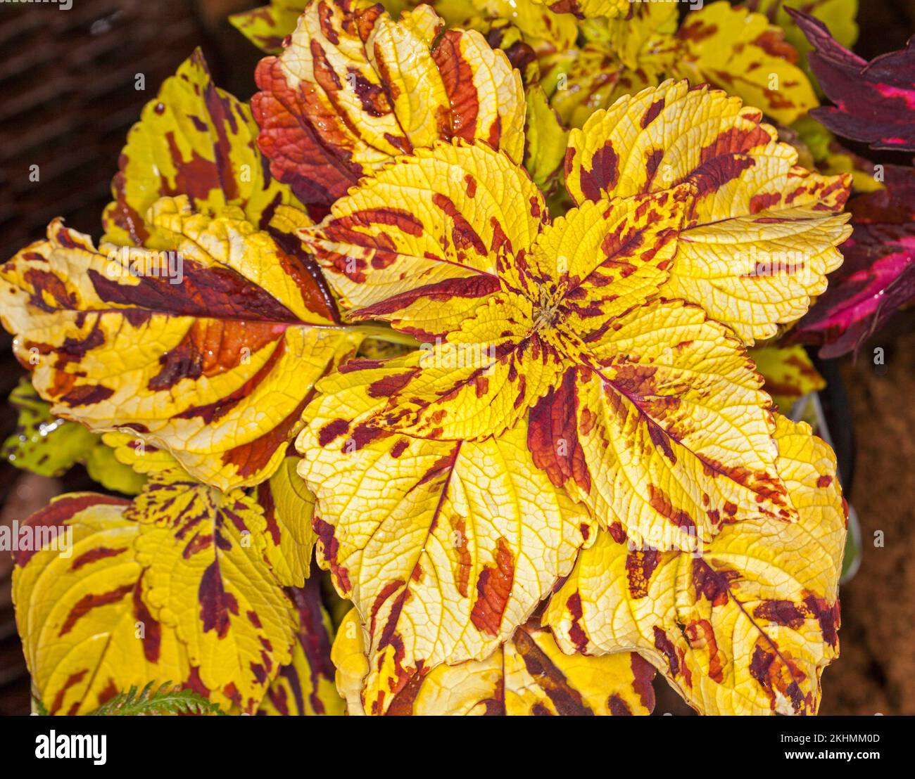 Groupe de feuilles jaunes vives spectaculaires avec des taches rouges vives de Solenostemon