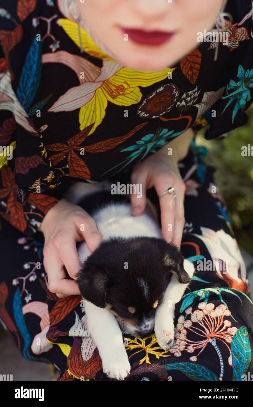 Gros plan chiot allongé sur les genoux femme photo concept Banque D'Images