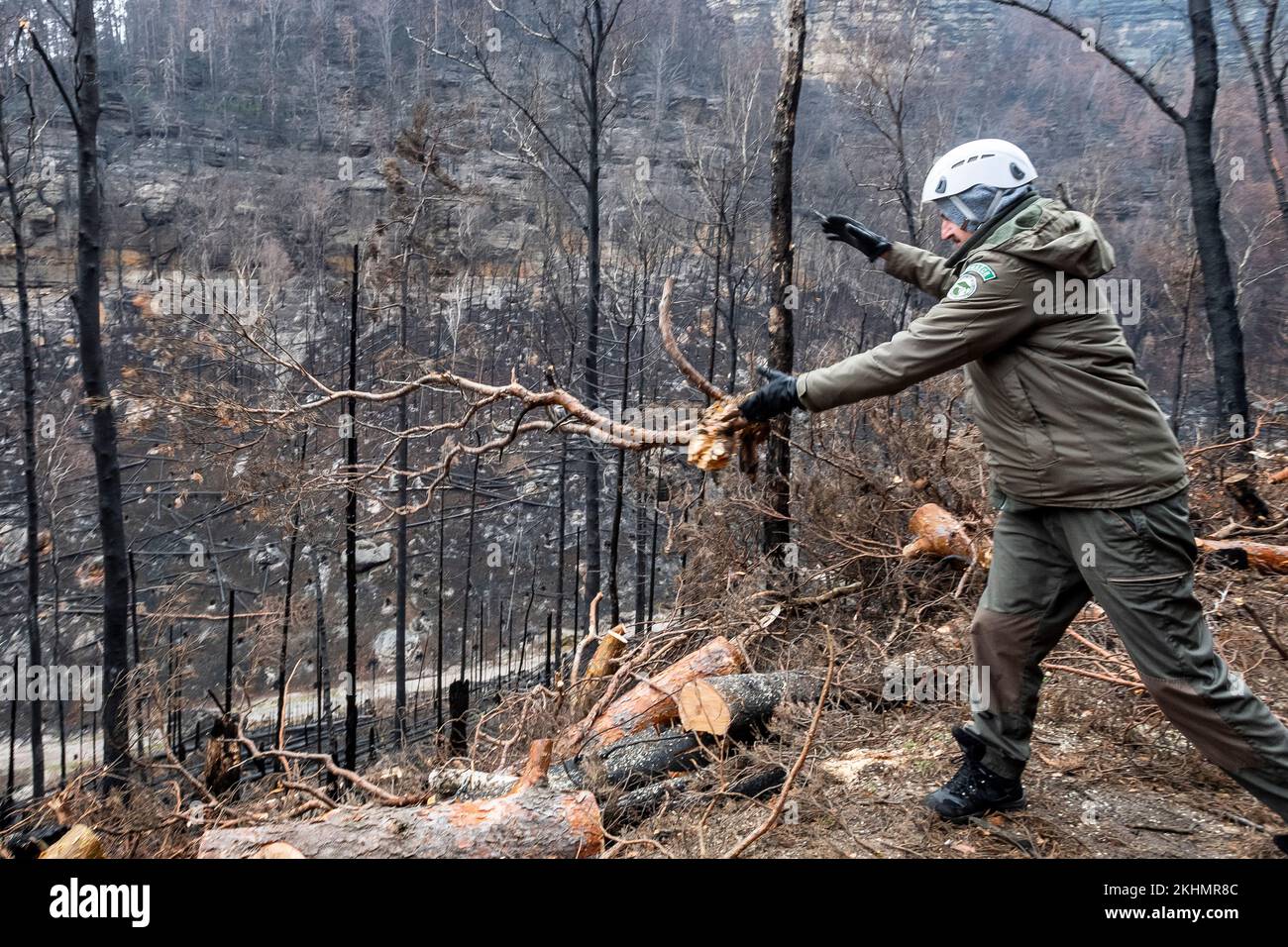 Hrensko, République tchèque. 22nd novembre 2022. Parc national de la Suisse de Bohême quatre mois après l'incendie, République tchèque, 11 novembre 2022. L'incendie qui a éclaté en Suisse de Bohême sur 24 juillet a été le plus grand feu de forêt de l'histoire tchèque moderne, touchant plus de mille hectares. Le feu a également frappé une partie de la forêt en Allemagne, dans le parc national de Saxe Suisse. Crédit : Ondrej Hajek/CTK photo/Alay Live News Banque D'Images