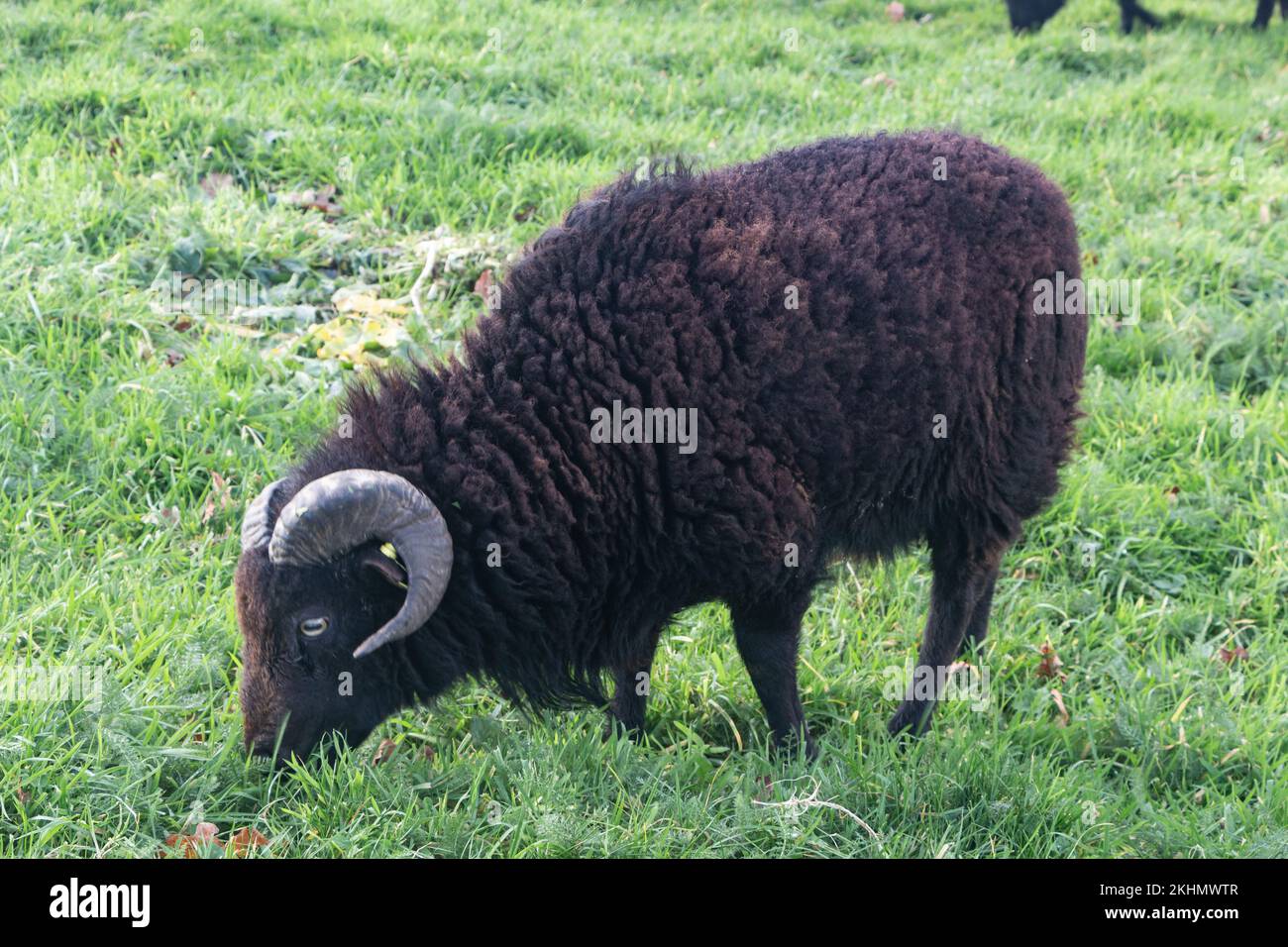 Le mouton Ouessant est une race de Bretagne en France. Presque tous les animaux sont noirs, quelques bruns ou blancs. Banque D'Images