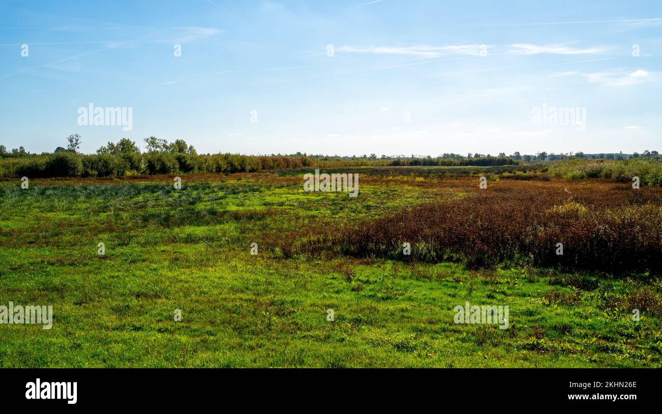 Marais dans un marécage à Bargerveen, pays-Bas Banque D'Images