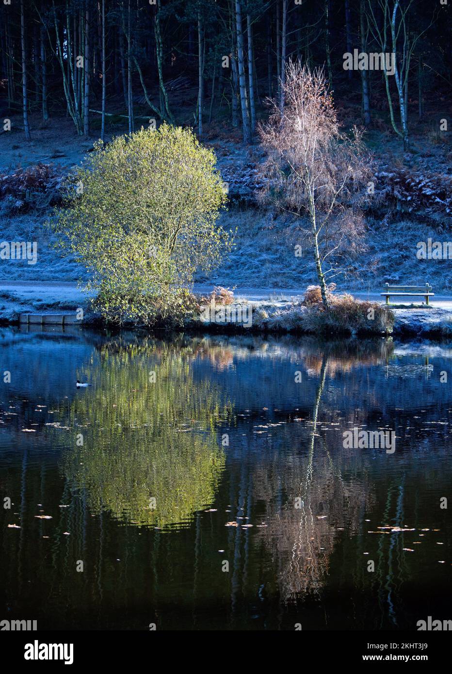 Couleurs automnales et des teintes reflètent en chêne juste piscines sur Cannock Chase une Zone de Beauté Naturelle Exceptionnelle Staffordshire England Banque D'Images