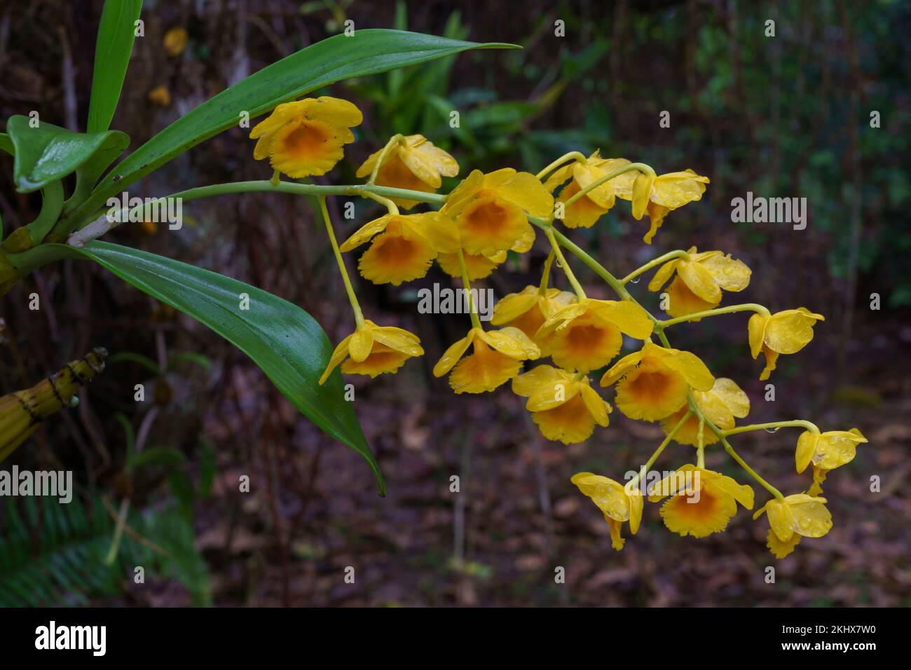 Gros plan sur le groupe de fleurs jaune et orange de l'espèce tropicale d'orchidée épiphytique dendrobium chrysotoxum en plein air sur fond naturel Banque D'Images