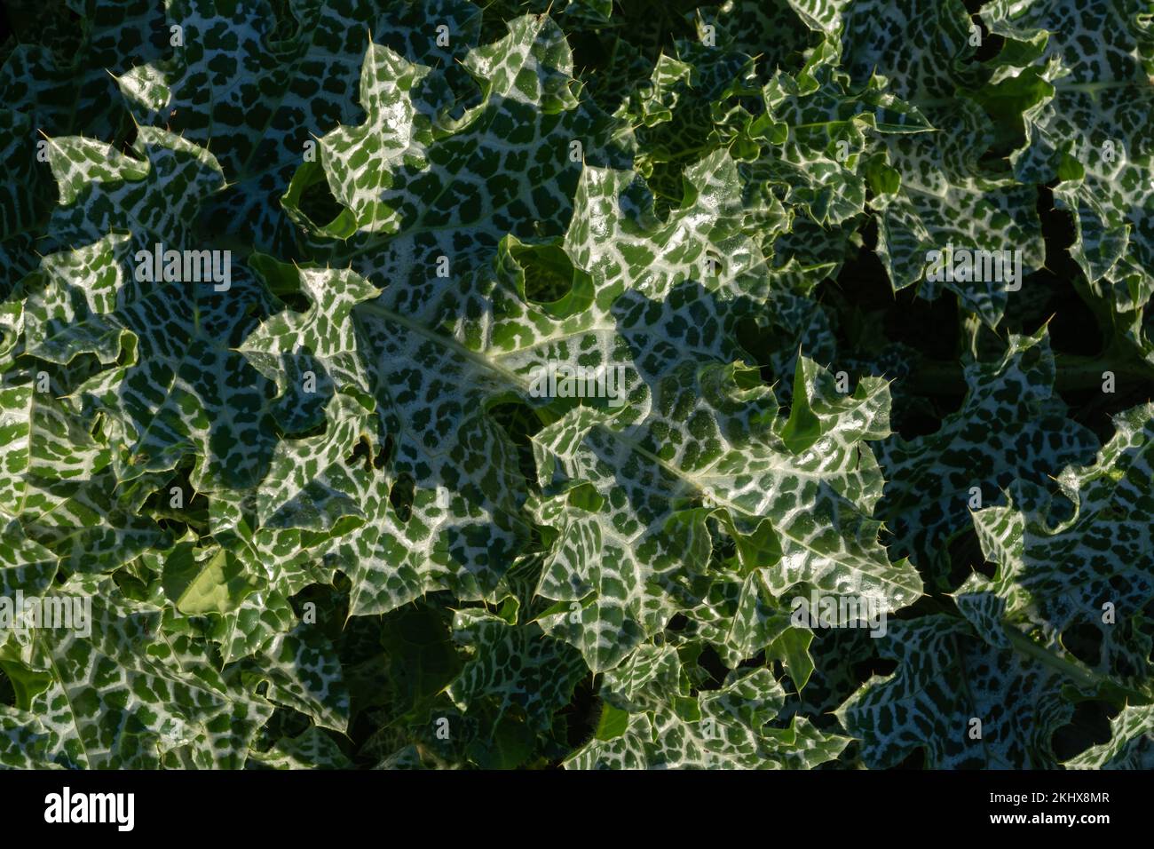 Gros plan de vert clair avec des feuilles de silybum marianum aka chardon à lait, chardon à lait béni ou chardon à la mariale en plein soleil du matin Banque D'Images