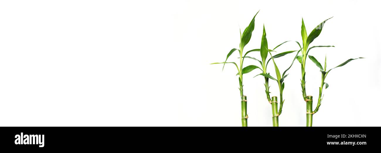 Des bambous chanceux isolés sur fond blanc panoramique, bannière Web avec espace de copie Banque D'Images