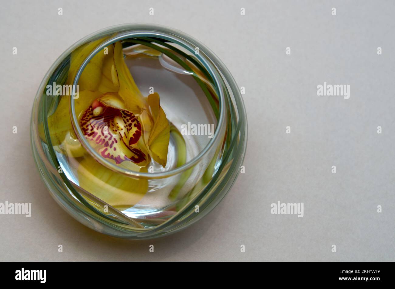 Fleur d'orchidée dans l'eau dans un vase en verre sur une table sur fond gris avec espace de copie Banque D'Images