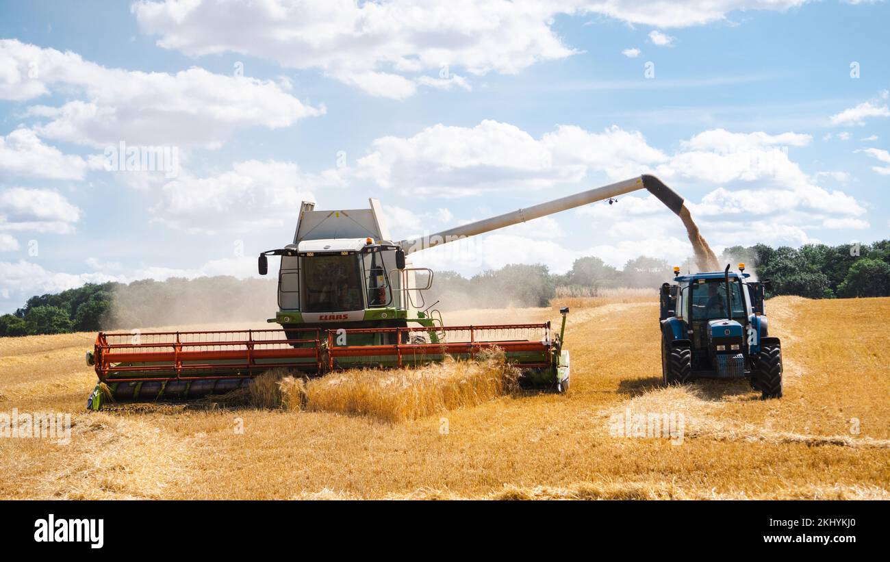 Une moissonneuse-batteuse CLAAS récolte un champ tout en vidant son grain dans un tracteur proche. Banque D'Images