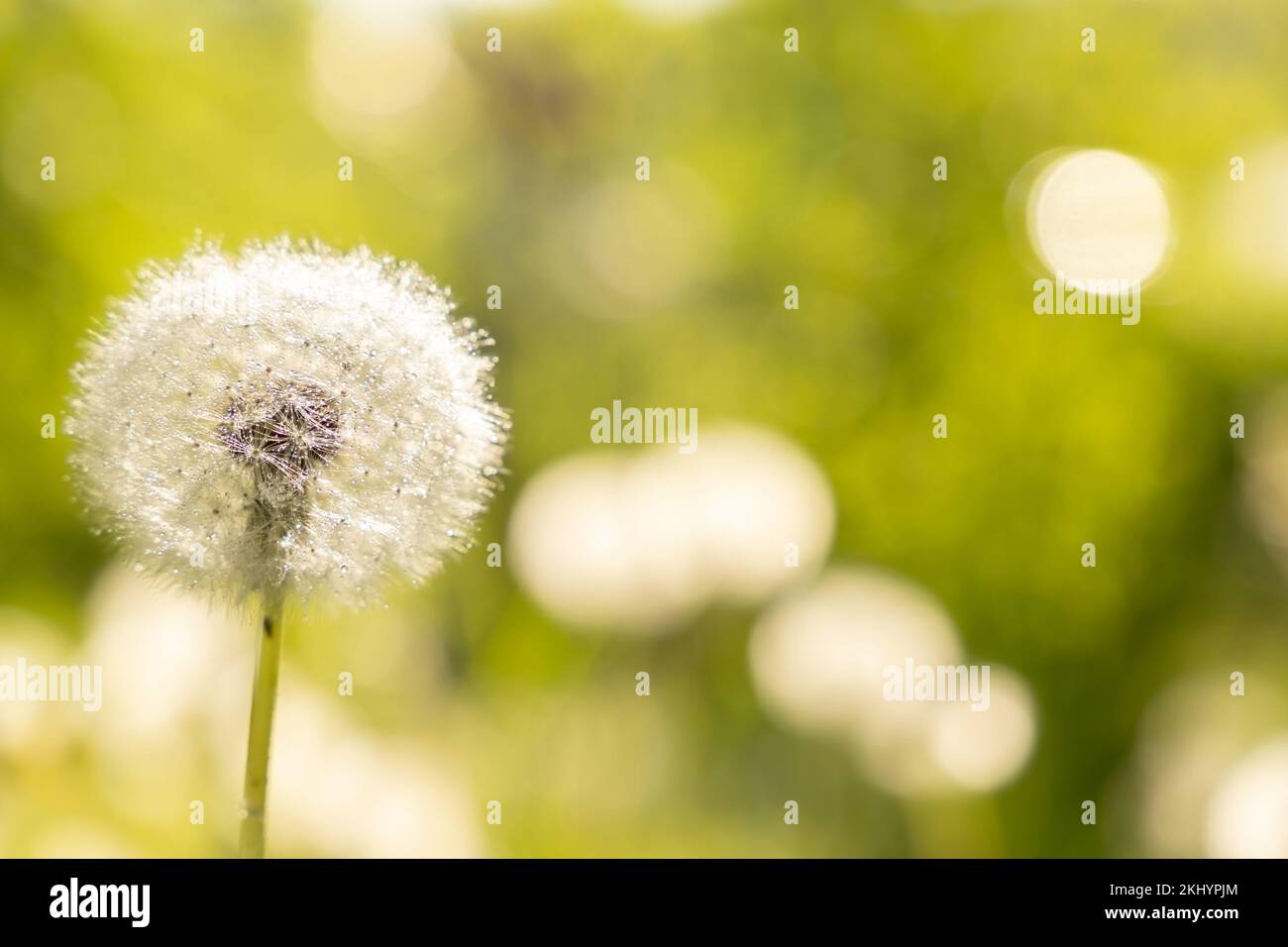 Pissenlit dans l'herbe Banque D'Images