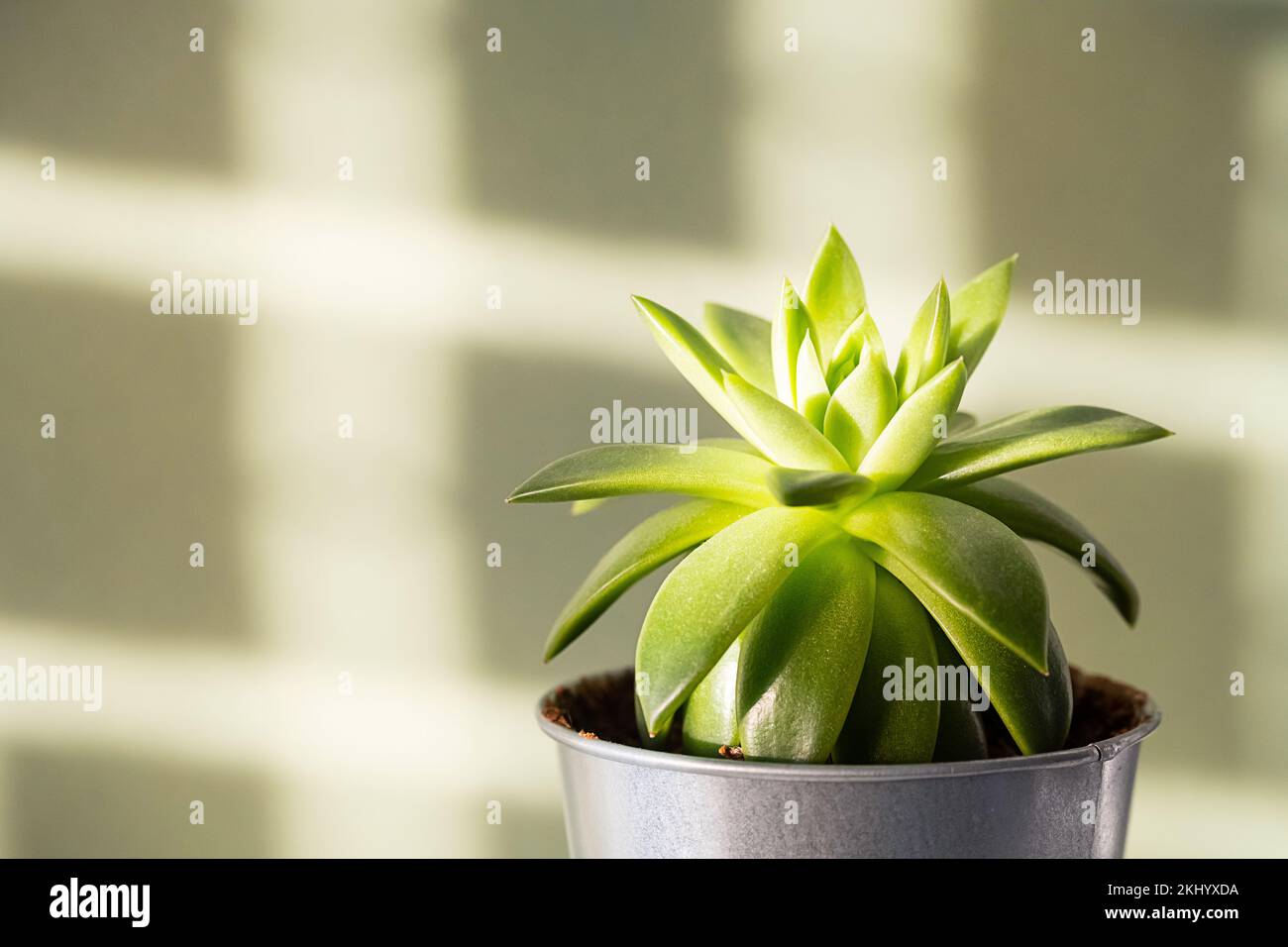 Plante succulente en pot à la lumière du soleil, gros plan. Maison sur étagère blanche. Banque D'Images