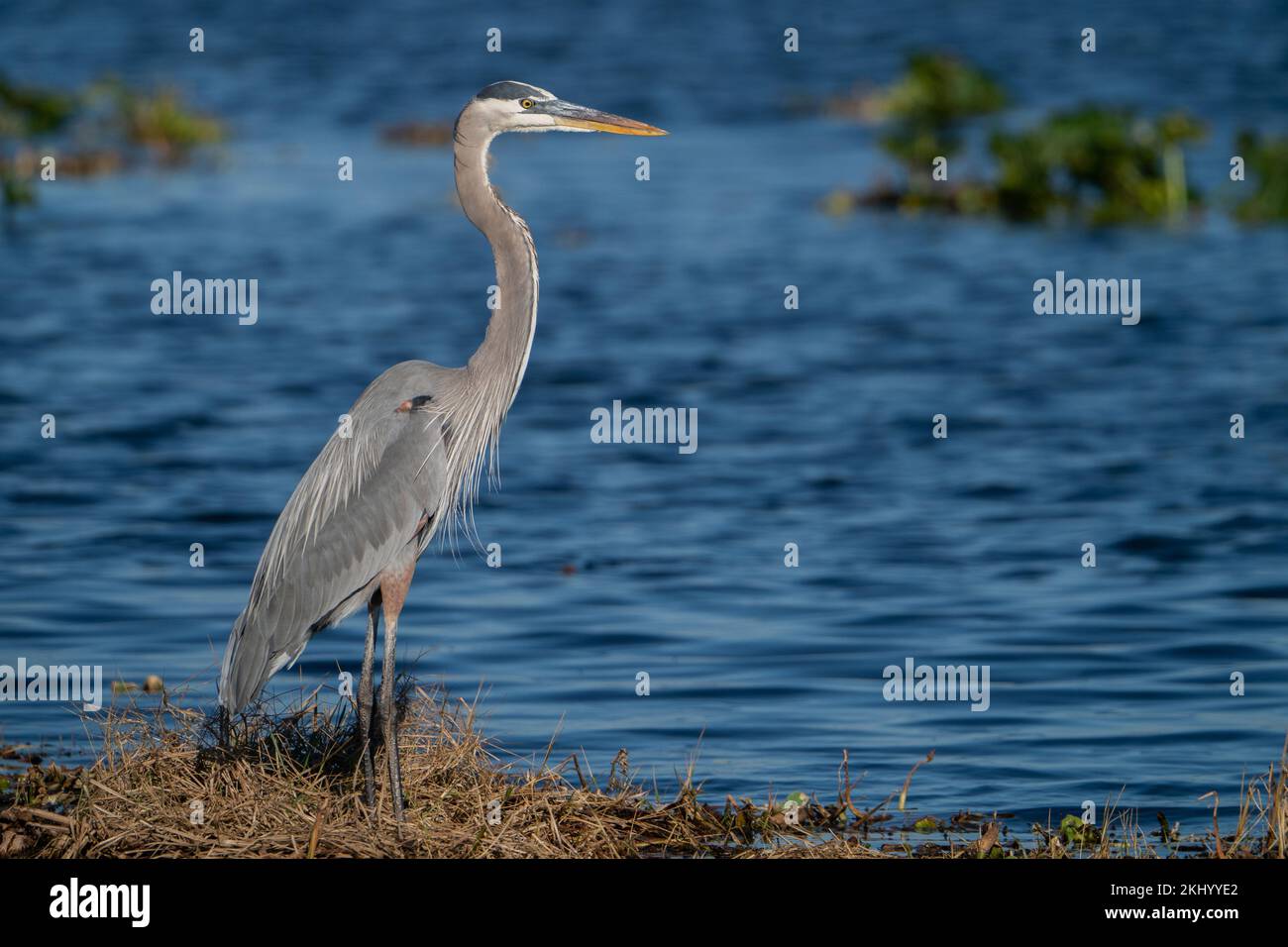 Un grand héron bleu semble magestiquement sur une partie de la rive nord du lac Apopka. Banque D'Images