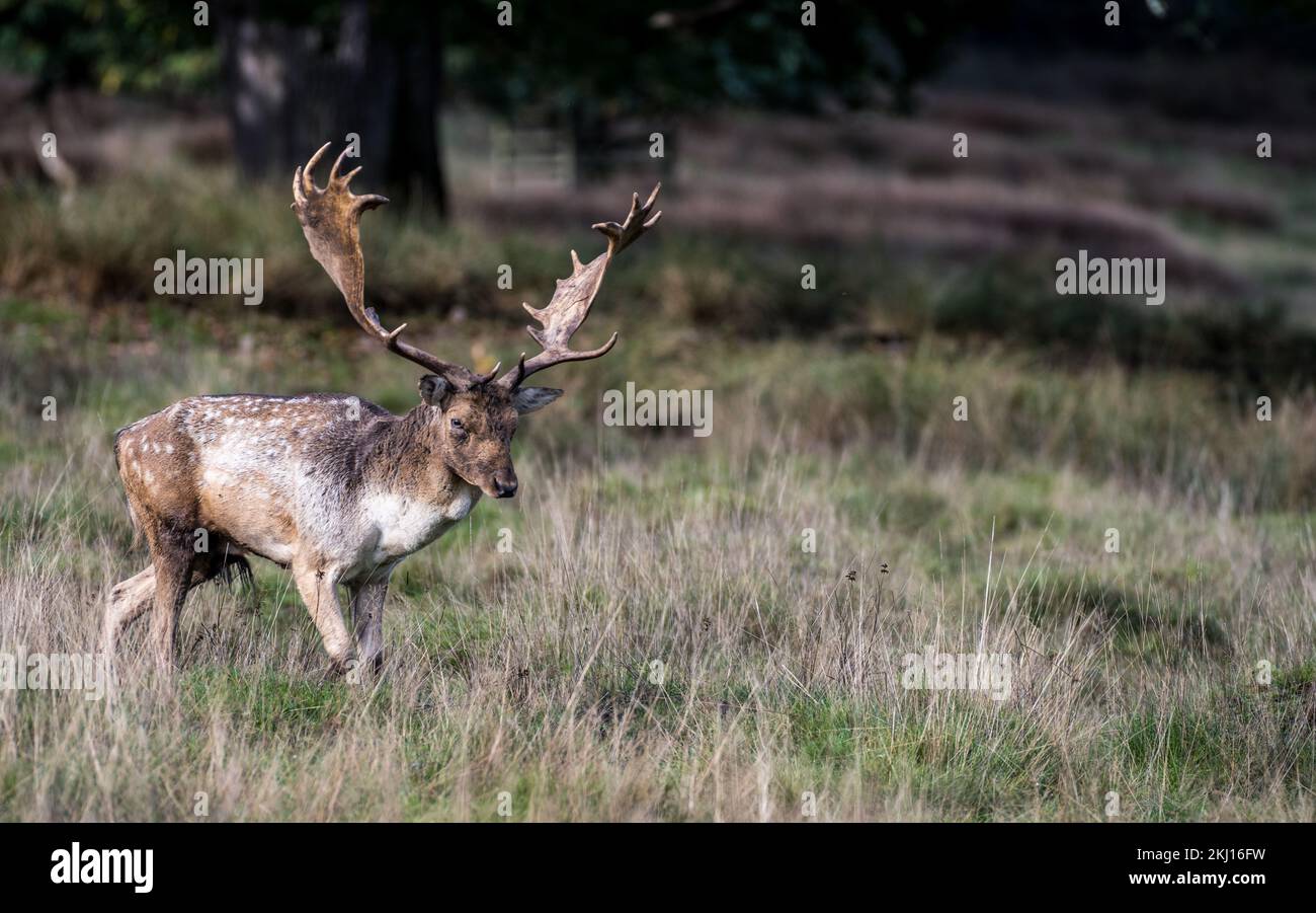 Deer à Petworth Park, West Sussex, Royaume-Uni Banque D'Images