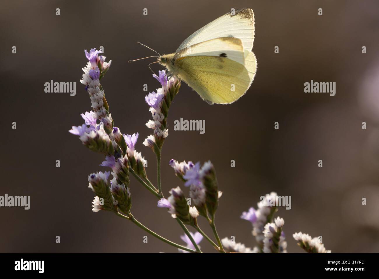Petits papillons blancs (Pieris rapae) sur la lavande de mer (Limonium vulgare). East Sussex, Royaume-Uni. Banque D'Images