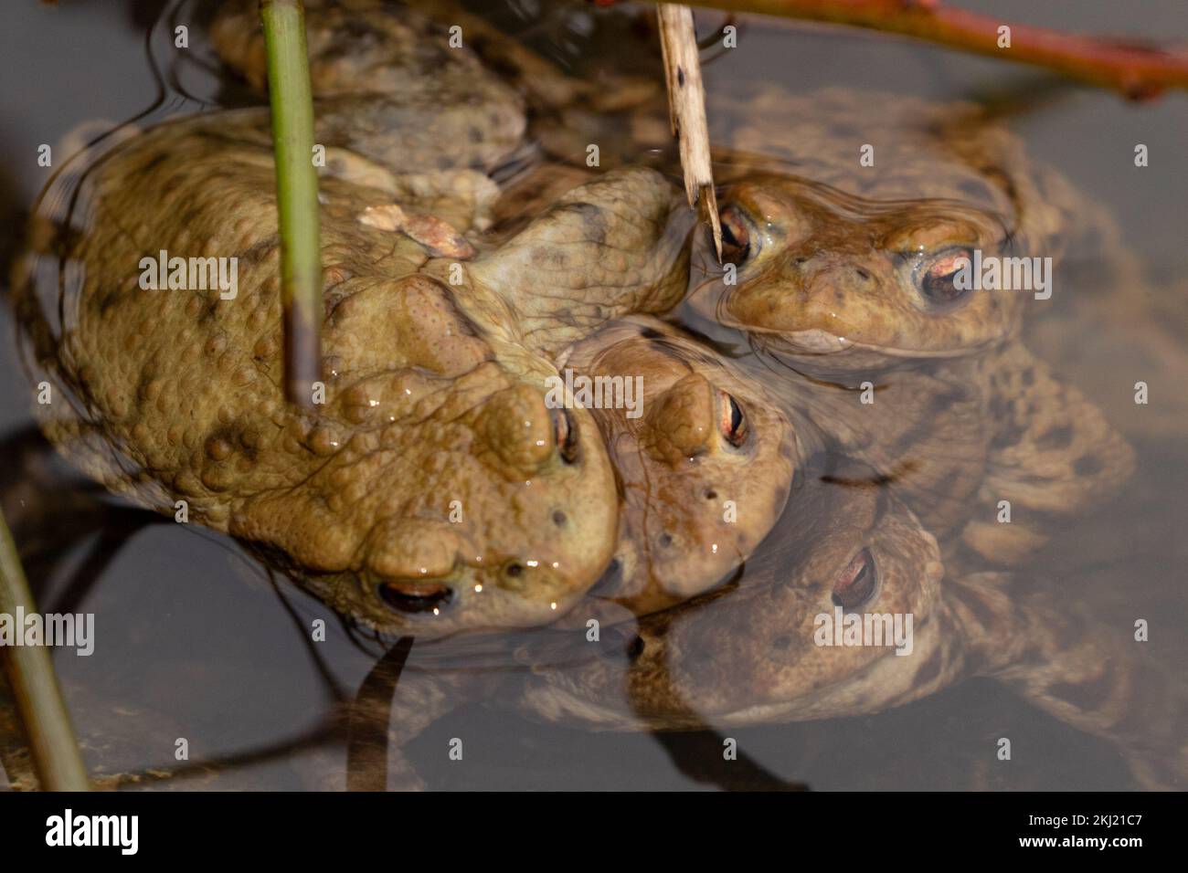 Reproduction des crapauds (Bufo bufo). Sussex, Royaume-Uni. Banque D'Images