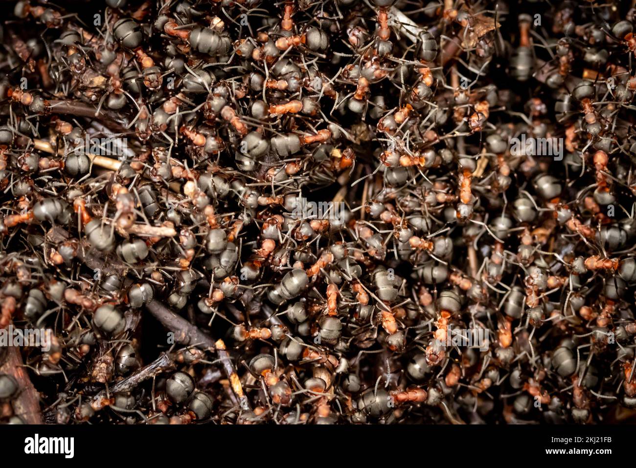 Ants de bois (rufa formique) au nid. Surrey, Royaume-Uni. Banque D'Images
