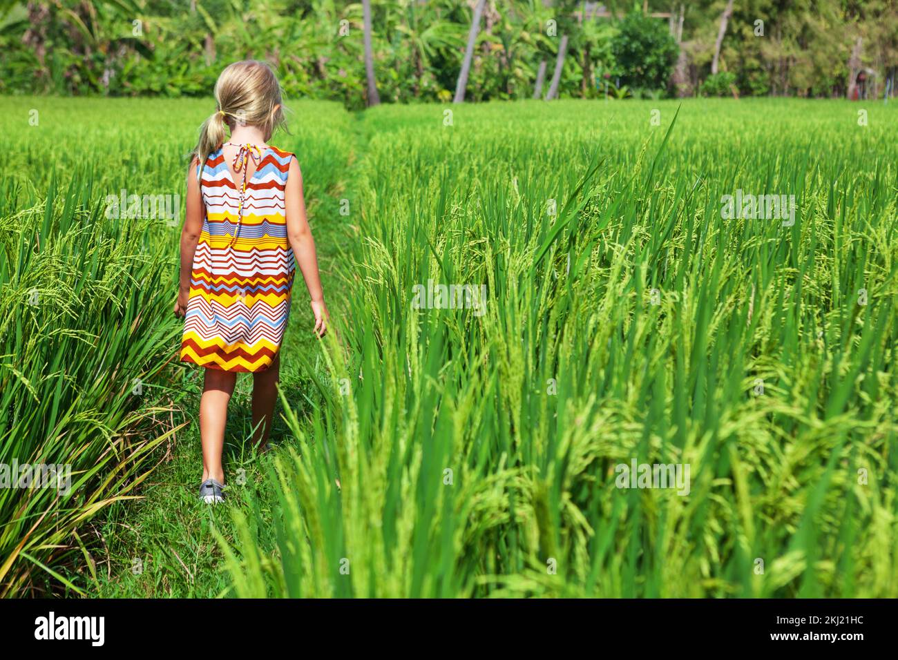 Promenade dans la nature en terrasse de riz vert. Les petits enfants trekking par chemin avec belle vue sur les champs traditionnels balinais. Voyage aventure avec enfant Banque D'Images