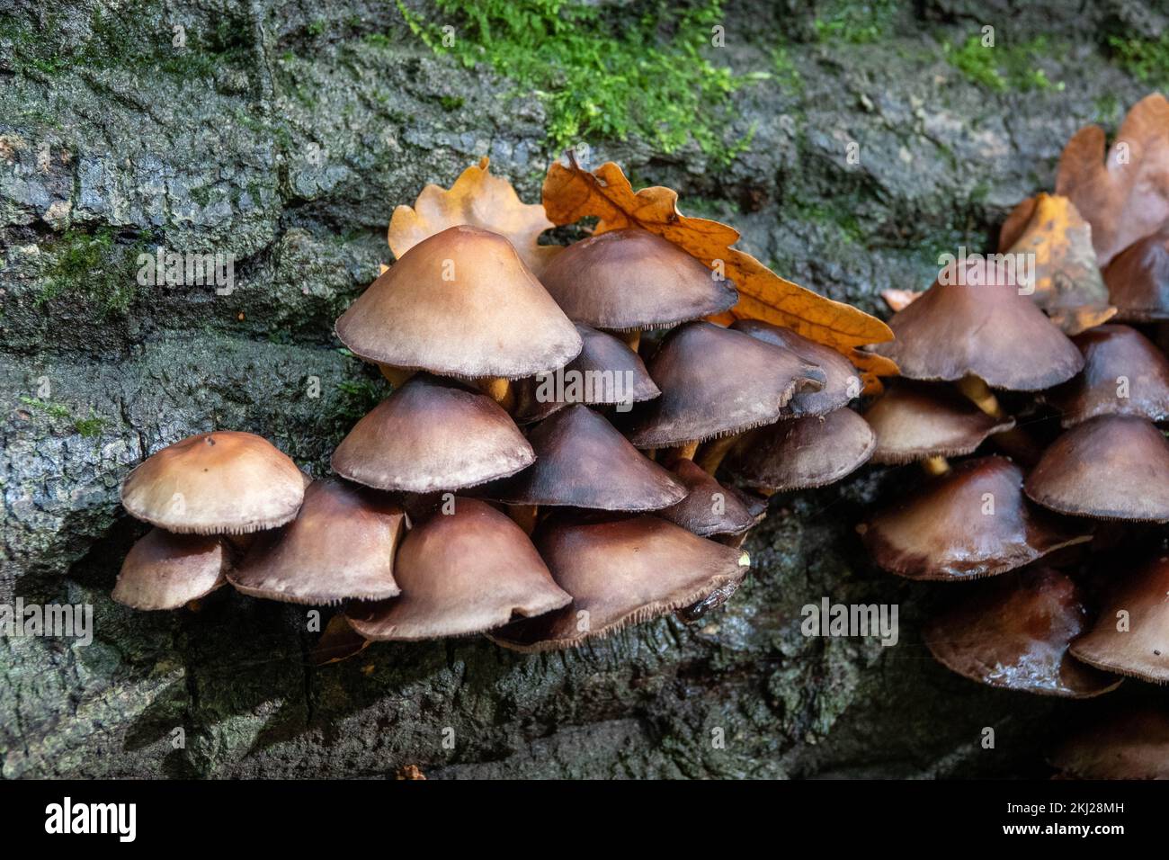 brittlestem commun poussant sur un vieux tronc d'arbre Banque D'Images