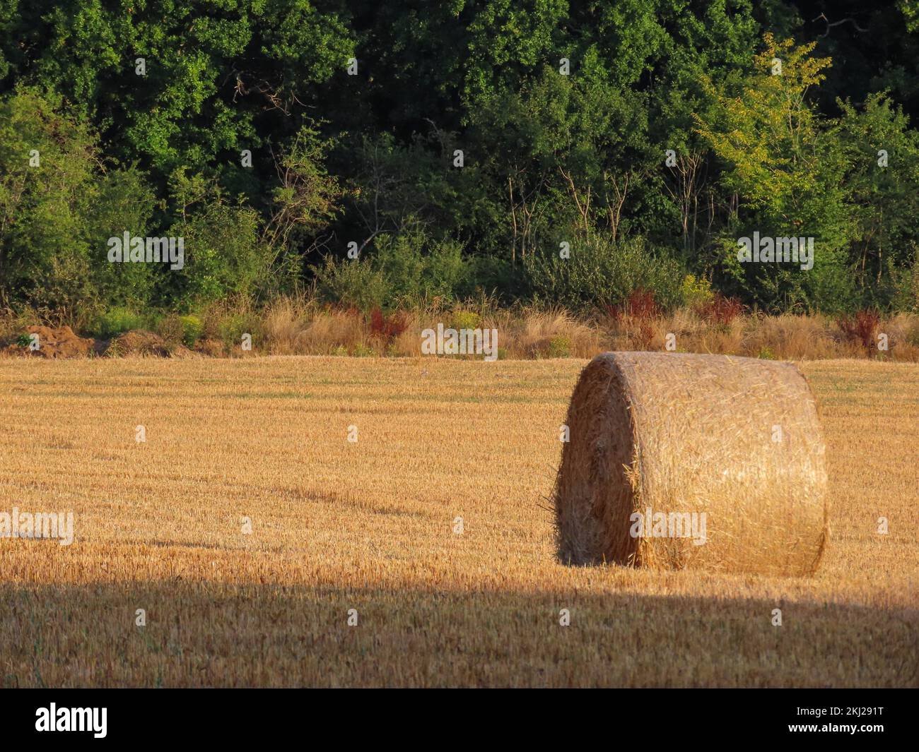 Balle ronde de foin dans le champ sous le soleil d'automne Banque D'Images
