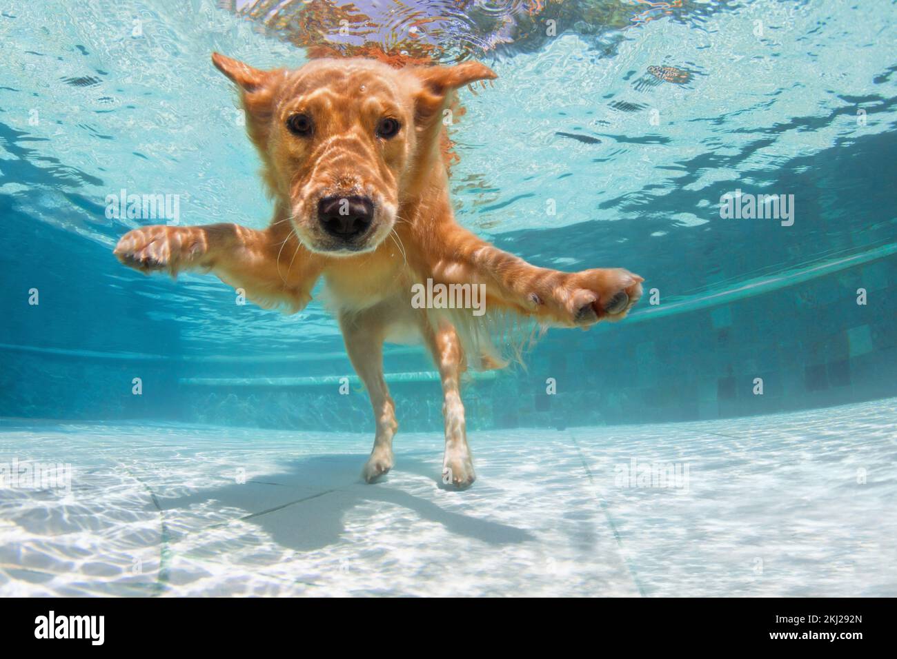 Sous-marin drôle photo de Labrador Golden retriever chiot dans la piscine jouer avec plaisir - saut, plongée en profondeur. Activités, cours de formation avec la famille Banque D'Images