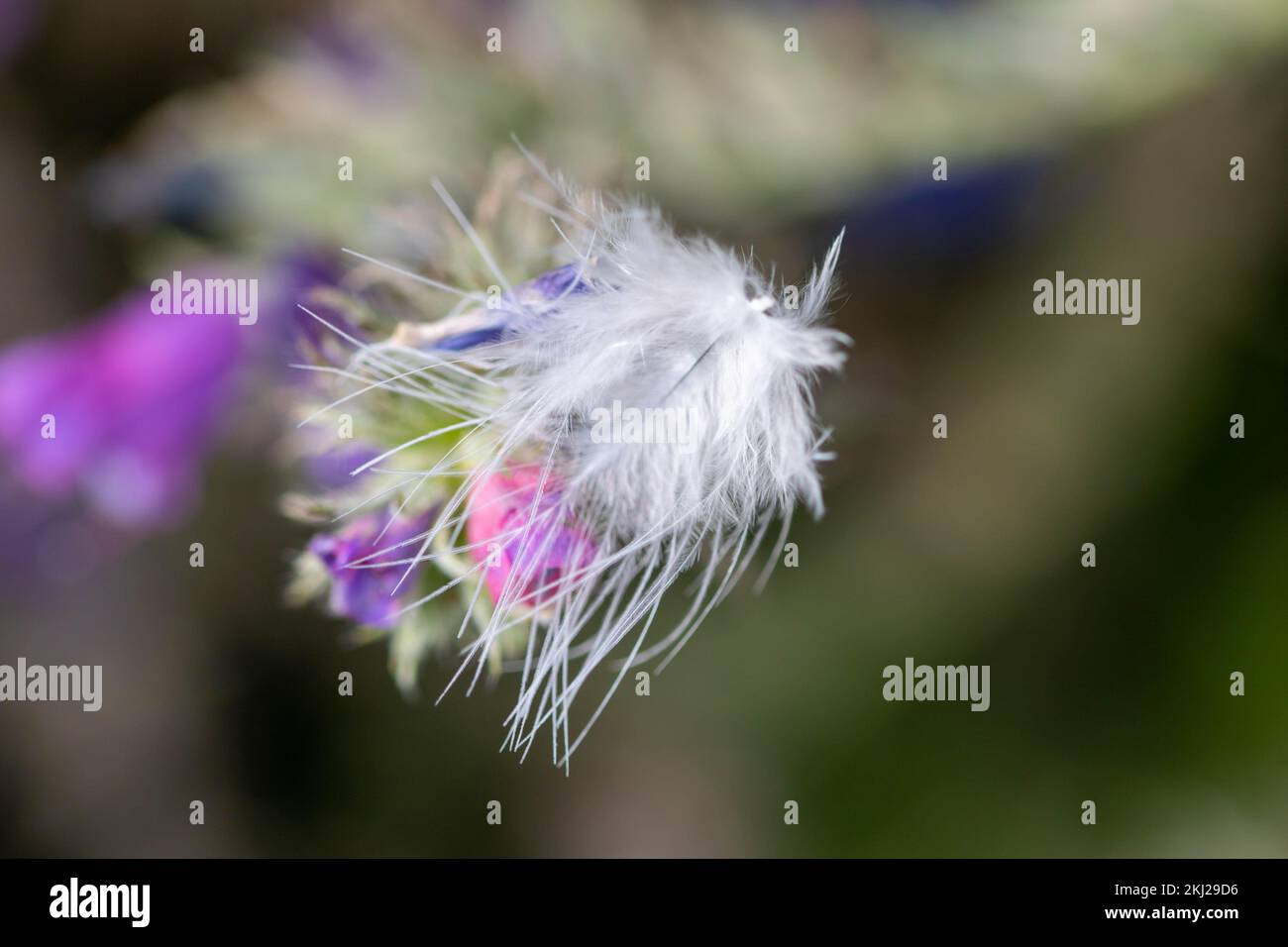 Jolie plume d'oiseau blanche sur de jolies fleurs bleues et roses de Viper Bugloss Echium vulgare avec un arrière-plan flou Banque D'Images