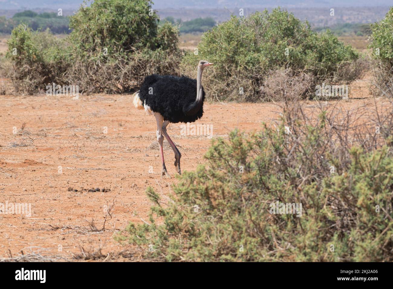 Autruche somalienne (Struthio molybdophanes), homme adulte Banque D'Images