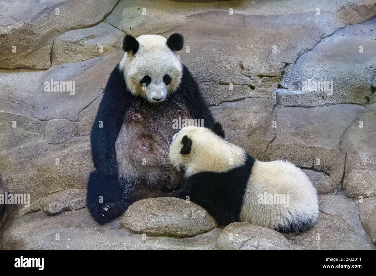 Un panda géant, un panda mignon bébé allaitant sa mère Banque D'Images