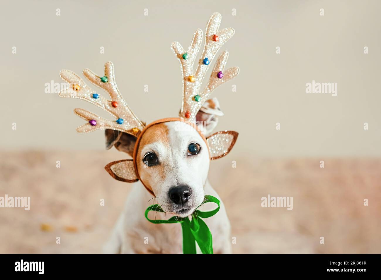 Portrait d'un chien de Noël avec des cornes de cerfs et un ruban vert, à l'intérieur. Concept de la nouvelle année et carte de vœux et de Noël Banque D'Images