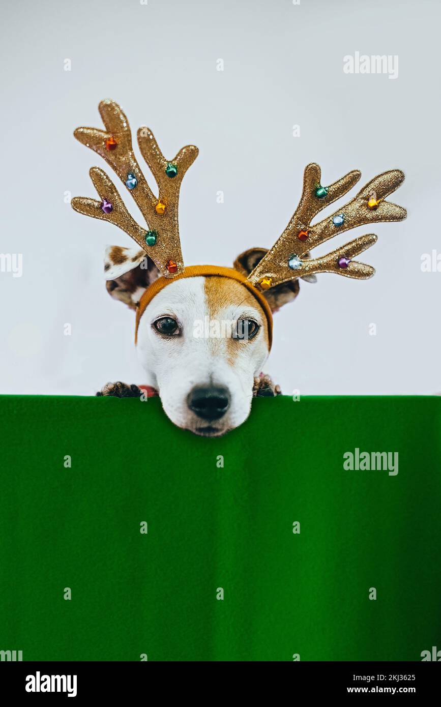 Portrait d'un chien de Noël avec des cornes de cerf et un fond vert pour l'espace de copie et Félicitations. Concept d'arrière-plan du nouvel an festif et Noël Banque D'Images