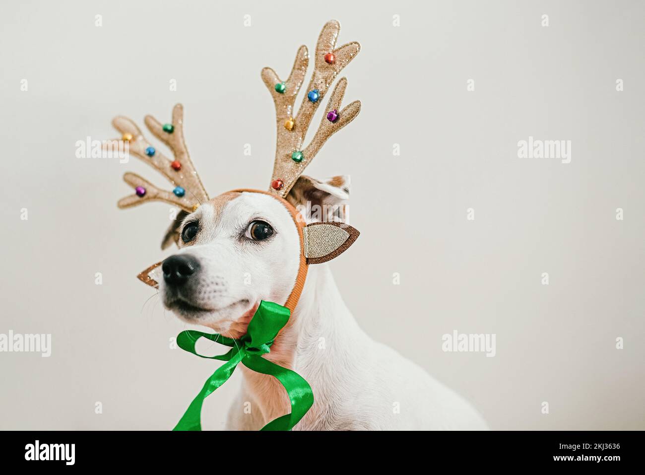 Portrait d'un chien de Noël drôle avec des cornes de cerf et un regard de bourrache. Concept d'arrière-plan du nouvel an et carte de vœux et de Noël Banque D'Images