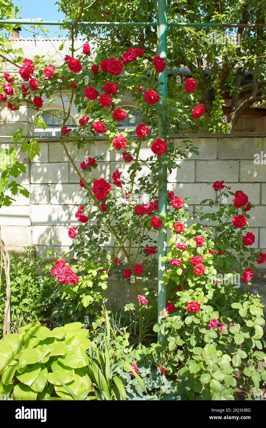 Montée de roses rouges de Bush et de fleurs bleu clair sur le mur de brique. Banque D'Images