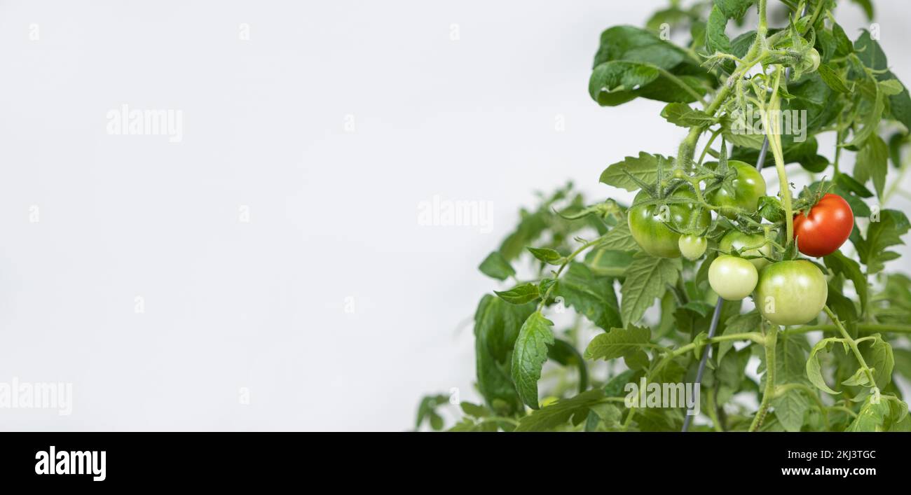 La culture de tomates à partir de graines, étape par étape. Étape 13 - tomates mûres Banque D'Images