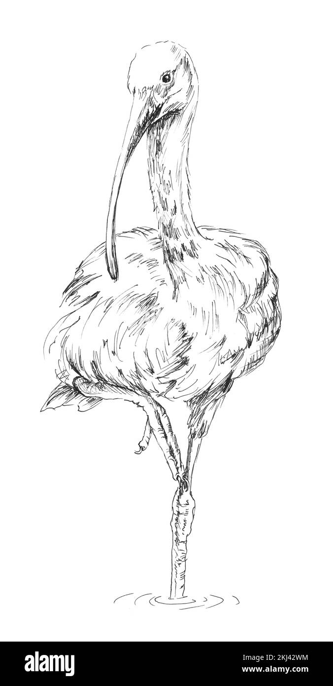 Croquis dessiné à la main de Scarlet ibis. Illustration noire blanche d'un oiseau américain debout sur une jambe, isolé sur fond blanc. Banque D'Images