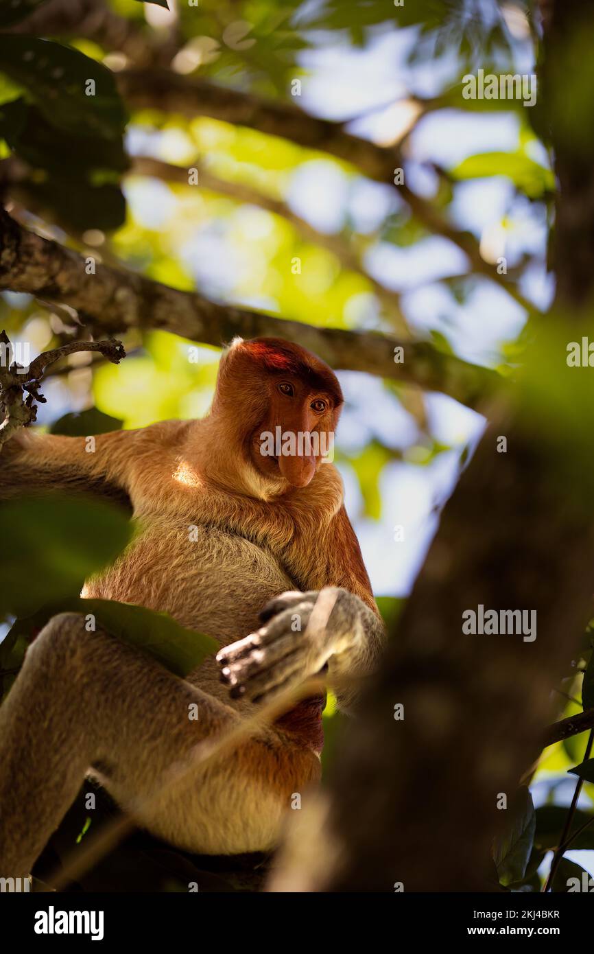 Un singe proboscis en voie de disparition se trouve sur un arbre dans la jungle de Bornéo, en Malaisie Banque D'Images