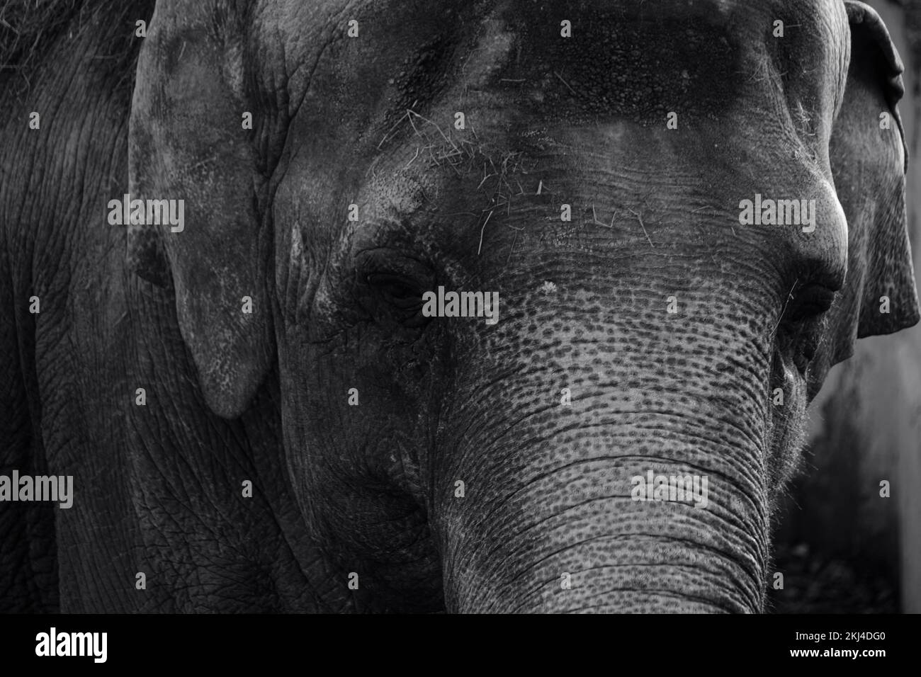 Portrait d'un éléphant en gros plan noir et blanc Banque D'Images