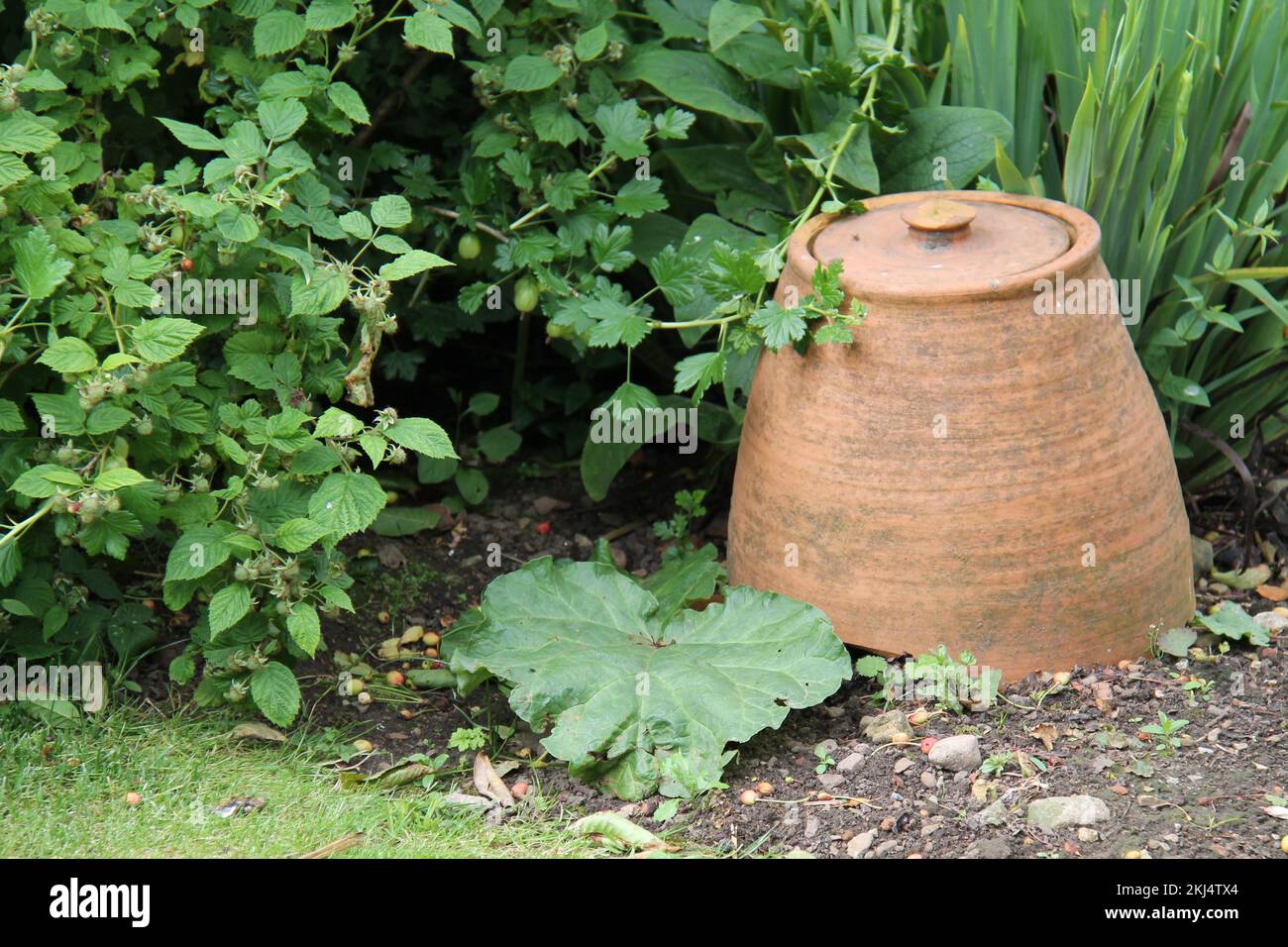 Un pot de forçage en terre cuite pour la culture d'une usine de Rhubarb. Banque D'Images