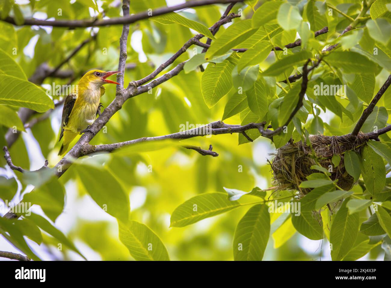 L'oriole dorée eurasienne femelle (Oriolus oriolus) est près du nid dans l'arbre à noix. Cet oiseau a son habitat de reproduction dans les zones naturelles humides d'Europe. Bulgarie.Wi Banque D'Images