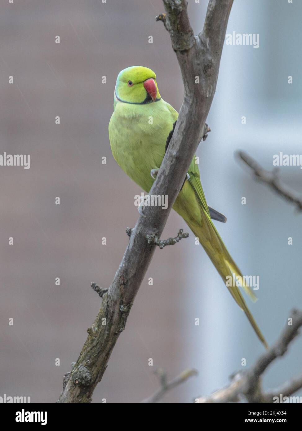 Le parakeet rosé (Psittacula krameri), également connu sous le nom de parakeet à col circulaire, est une espèce africaine envahissante dans de nombreuses villes européennes. resti. Oiseau perroquet Banque D'Images